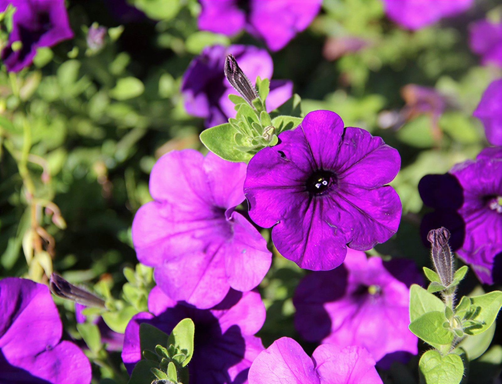 Petunia
