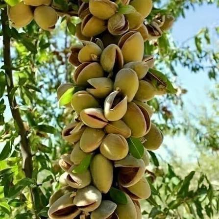 Pistachio