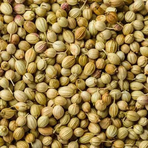 Coriander